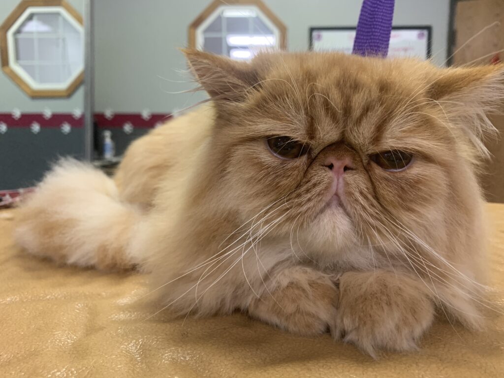 cat grooming