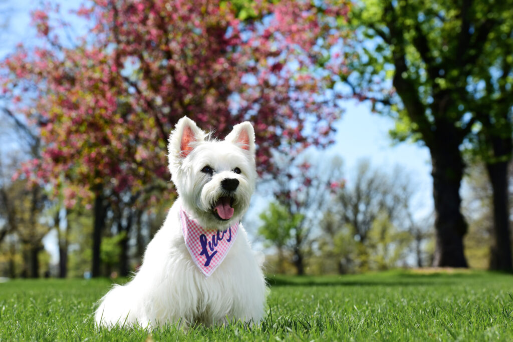 Meet Westie aka West Highland Terrier, Lucy