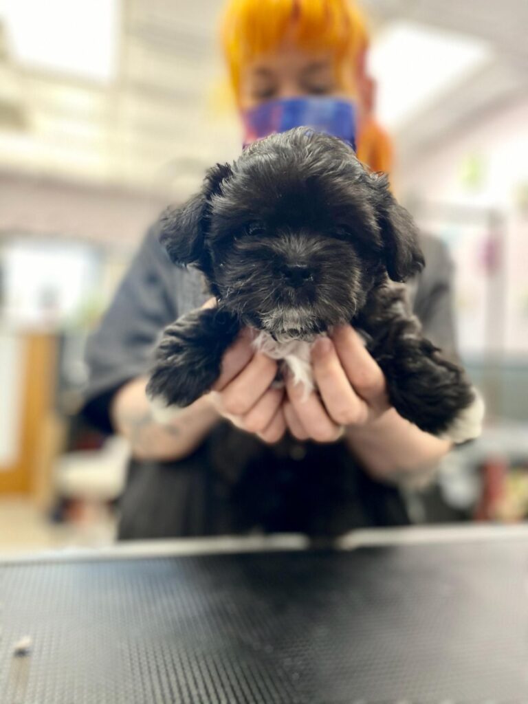 Puppy Grooming