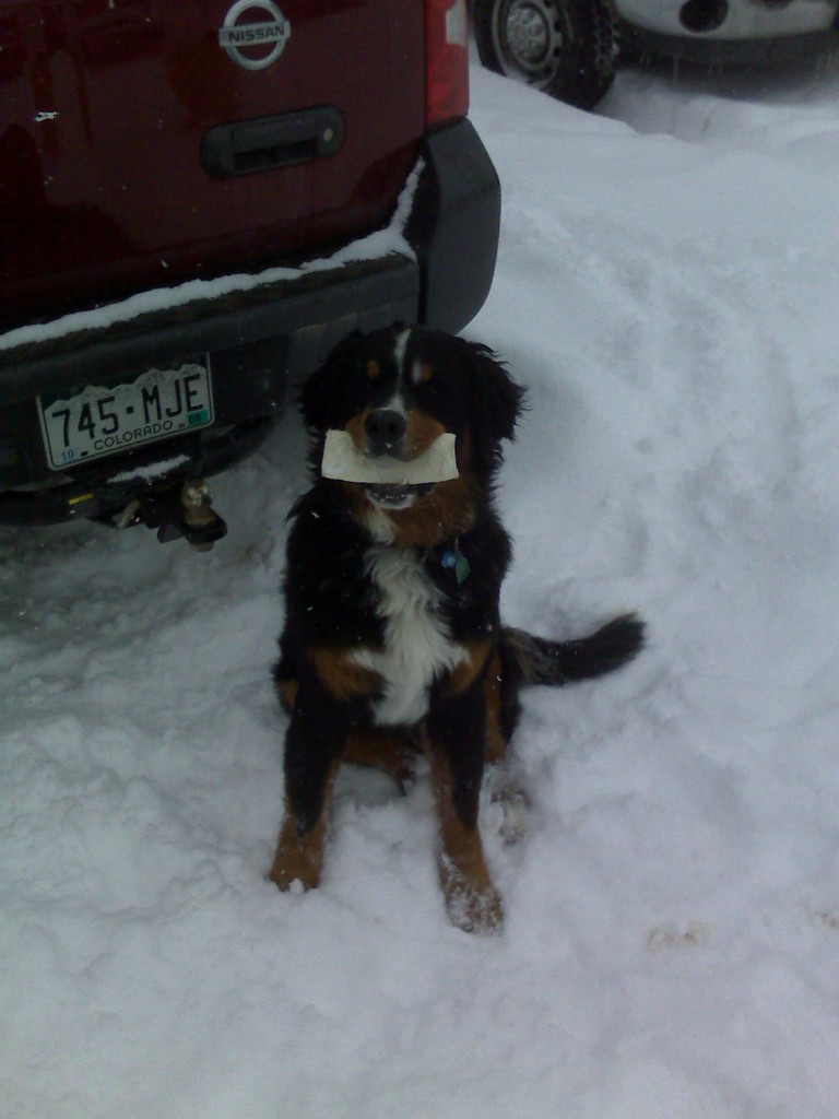 Winterize Dogs